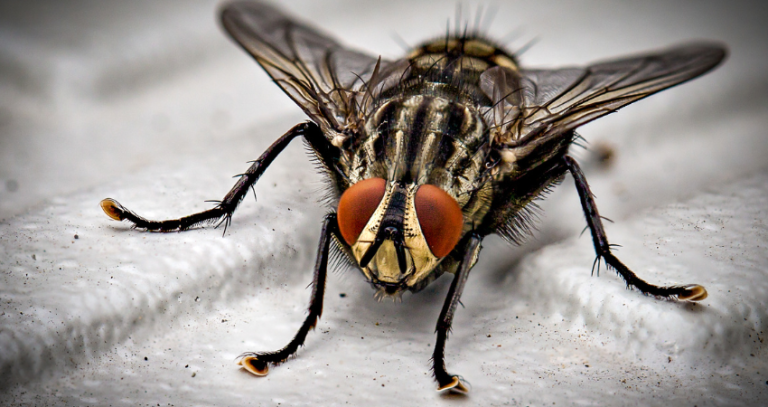Pest Problems