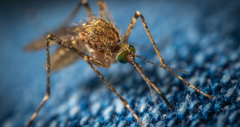 Pest-Free Home and Garden